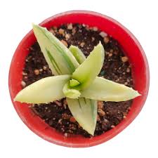 Image result for Aloe nuttii