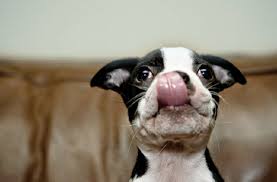 Boston terrier puppies for sale in the ny, nj, long island and boston terrier puppies will bring joy to any family. Boston Terrier