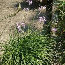 Image result for Tulbaghia alliacea