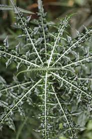 Image result for Acanthus montanus