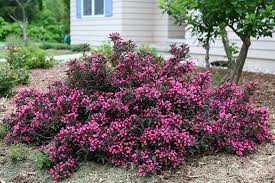 It is drought tolerant as it thrives in need of low water after being established. 5 Top Rated Shrubs For Easy Maintenance Landscapes Proven Winners
