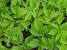 Invasive Common Garden Weeds Uk