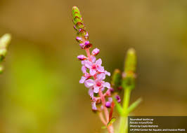 Image result for Rotala tenella