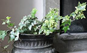 Spraying english ivy with soft water weekly will help prevent spider mites from infesting the plants. Hedera Helix English Ivy Guide Our House Plants