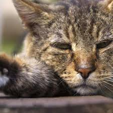 Obat cacing hanya akan membunuh cacing yang ada di tubuh kucing pada saat obat dikonsumsi. Waspada Ini Penyebab Kucing Cacingan Yang Berisiko Di Sekitar Tempat Tinggalnya