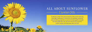 Sunflower oil moisturizes your hair by penetrating deeply into the strands. Sunflower Oil A Rejuvenating Oil Benefits For Healthy Skin Hair