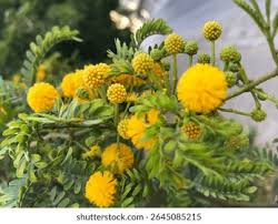 Image result for Fabaceae subfamily Mimosoideae