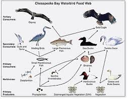 1) the autotrophs, and 2) the heterotrophs. Food Chain Wikipedia