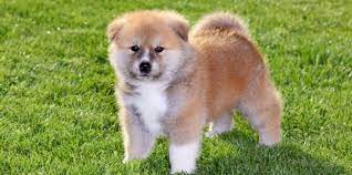 akita cinsi kopek bakimi ve ozellikleri