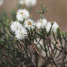 Image result for Melhania acuminata