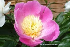 Nurseryman and peony grower alec white explains the difficulties faced when growing peonies and three rules for how to grow the perfect peonies. Expert Advice On Growing And Caring For Peonies