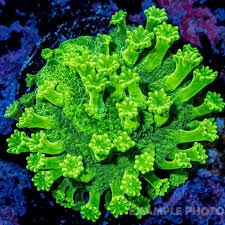 Image result for Astripomoea