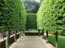 Image result for hornbeam hedge in winter