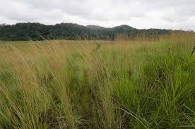 Image result for Anadelphia