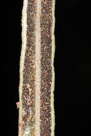 Image result for Elaphoglossum lancifolium