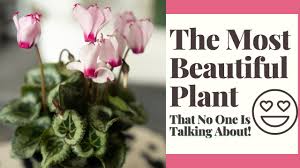 Here's john hoyland's favourite cyclamens and how to care for them. Cyclamen Plant Care Indoors For Beginners Youtube