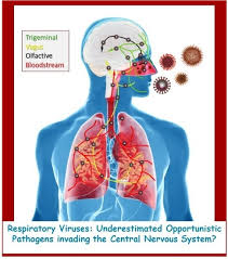 The cns is so named because the brain integrates the received information and coordinates and influences the activity of all parts of the bodies of bilaterally symmetric animals—i.e. Viruses Free Full Text Human Coronaviruses And Other Respiratory Viruses Underestimated Opportunistic Pathogens Of The Central Nervous System