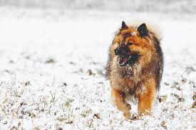 The breed is neither sporting nor working. Rasse Des Monats Eurasier Vdh De