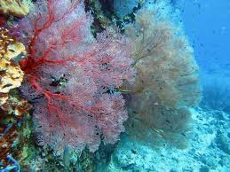 Pulau ini memang cantik dengan banyak aktiviti yang menarik untuk dilakukan. Bercuti Di Pulau Tioman Pahang Percutian Bajet