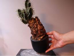 Image result for Euphorbia mlanjeana