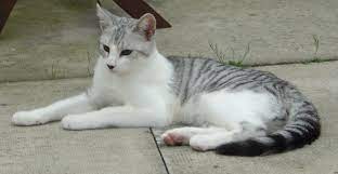 Sooooooooooooooooooooooooooooooooooooooooooooooooooooooooooooooooooooooooooooooooooooooooooooooooooooooooooo Grey And White Cat Grey Tabby Cats White Tabby Cat