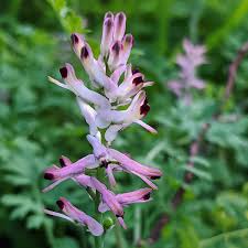 Image result for Fumaria abyssinica