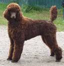 Spotted Standard Poodle Puppies for Sale