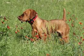 The Peach Blossom Special Super Retriever Series, hosted by the North  Louisiana Retriever Club, was one for the books! 🏆🐶 🎉 Macy Junek