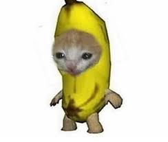 Maybe you would like to learn more about one of these? 34 Discord Pfp Ideas Animal Memes Funny Animals Cute Animals
