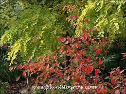 Image result for Amelanchier laevis