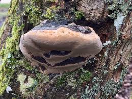 Image result for Phellinus igniarius