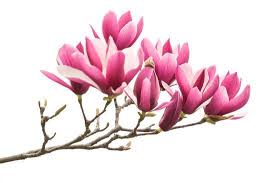 Image result for flowers against white background