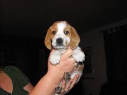 Find your perfect beagle puppy for sale and you'll be welcoming an incredibly loving, devoted, happy and playful little companion into your home. Beagle Puppies In Florida