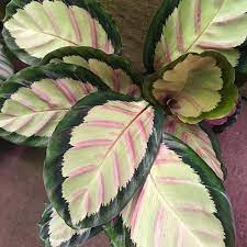 Calathea Houseplants Foliage Calathea Plant House Plants Plants