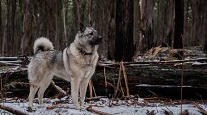 Image result for norwegian elkhound grey