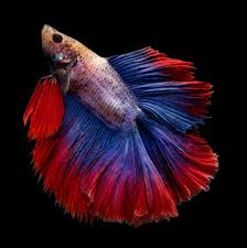Betta fish have labyrinth organs that allow them to breathe air because their gills can't always take in enough oxygen from the water. Rare Types Of Betta Fish Betta Fish World