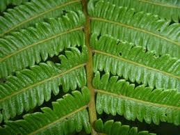 Image result for Pneumatopteris