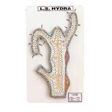 We did not find results for: Hydra L S Model Medilab Exports Consortium