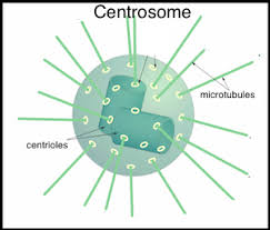 Maybe you would like to learn more about one of these? What Is The Function Of Centrosome Quora