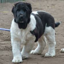 Welcome to kennel soul of asia the home of central asian shepherd alabai dogs since 1991. Turkmen Alabai Dogs Alabai Dog Huge Dogs