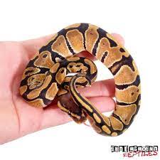 Baby Ball Pythons For Sale Underground Reptiles Baby Ball Python Baby Ball Ball Python