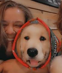 Litter Announcement!!! Lucy & Wally are expecting puppies December 8th! AKC  Goldens Retrievers