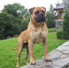It was considered that this color proved to be a much effective and better for camouflage, particularly at night. Black Bullmastiff Puppies For Sale Dangerous Dogs Bullmastiff Puppies For Sale Bull Mastiff