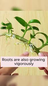 Image result for orchid cuttings