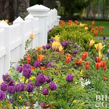 how to plant tulip bulbs in the fall