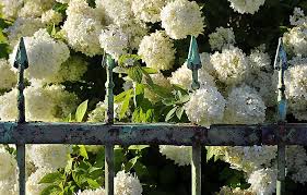Learn more at privacy policy. 23 Beautiful Flowering Shrubs Best Flowering Bushes For Gardens