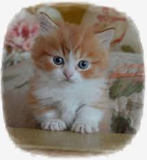 Use the search tool below and browse adoptable munchkins! Adoption Process Picket Fence Munchkins