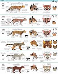 Tumblr O84xfm03vx1uo4yrqo6 1280 Jpg 899 1139 Catsguide Cat Anatomy Big Cats Art Animal Infographic