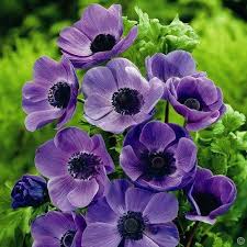 5 50 For 20 Anemone Coronaria Mr Fokker Bulb Flowers Anemone Flower Purple Flowers