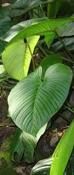 This is a critical provision when scrutinized critically. Untitled Albumto Print Sam Picasa Web Albums Trees To Plant Tropical Garden Tropical Plants